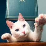 Romeow Cat Bistrot, em Roma, encanta clientes com seus gatos
