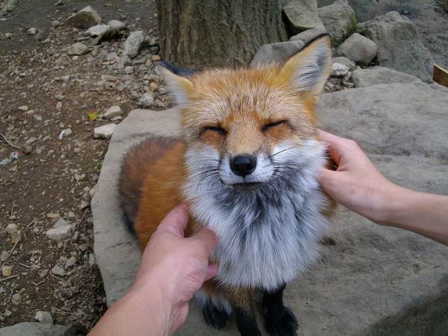Já imaginou visitar uma vila de raposas? No Japão, isso é possível