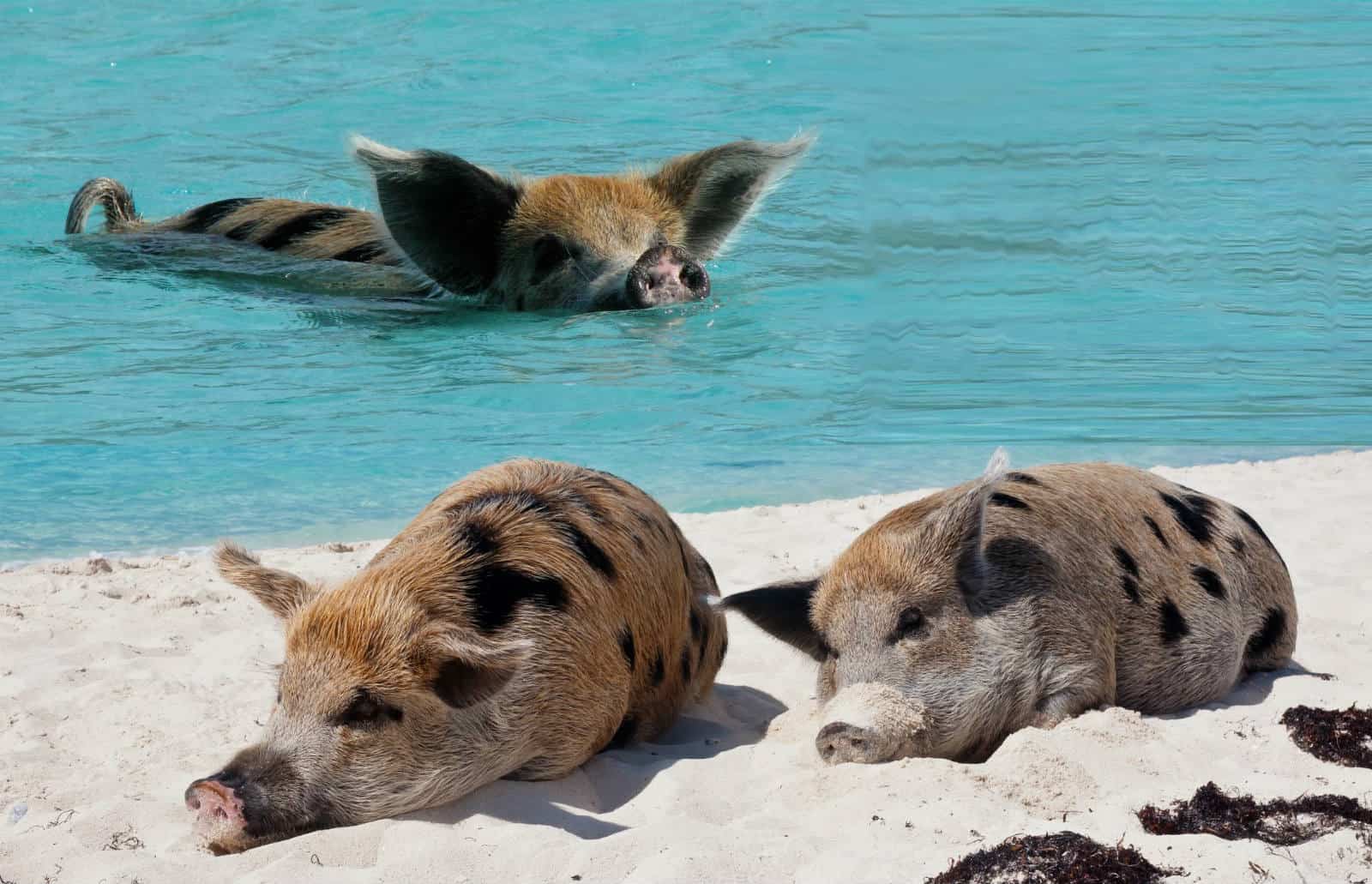 Conheça a curiosa Pig Island, ilha de porcos no Caribe