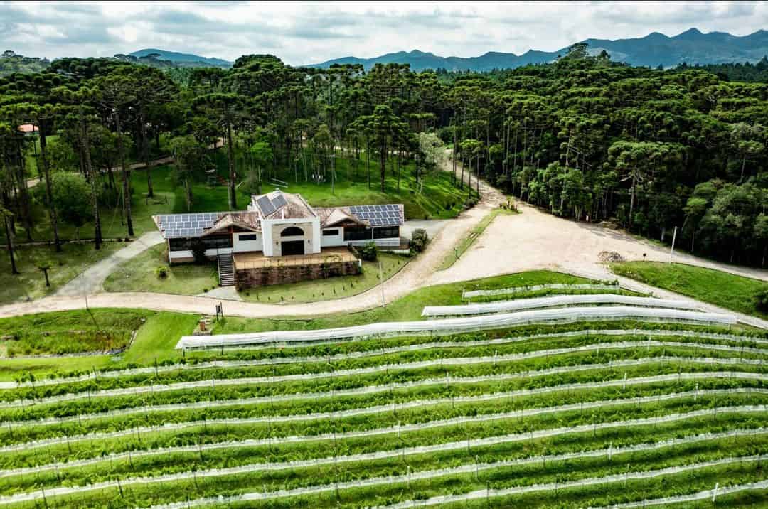 Vinícolas do Brasil