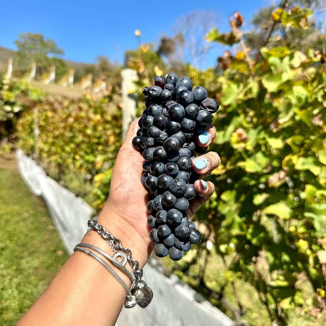 Vinícolas do Brasil