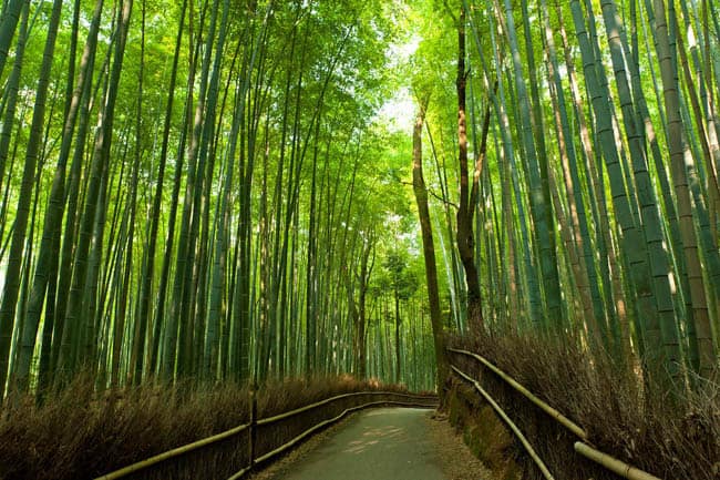 Arashiyama-Bamboo-Grove-Japan