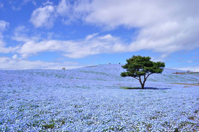 Hitachi Seaside Park