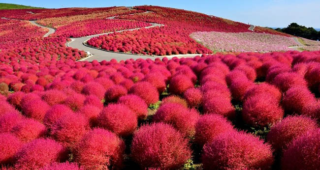 Hitachi Seaside Park2