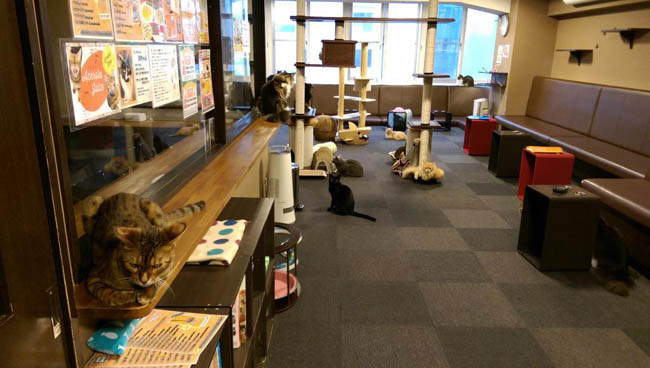 cat-cafe-calico-shinjuku