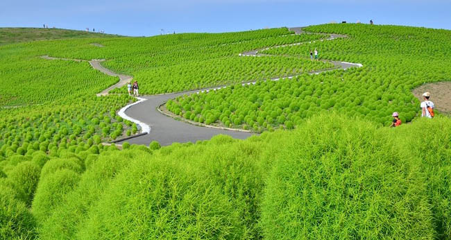 hitachi-seaside-park10