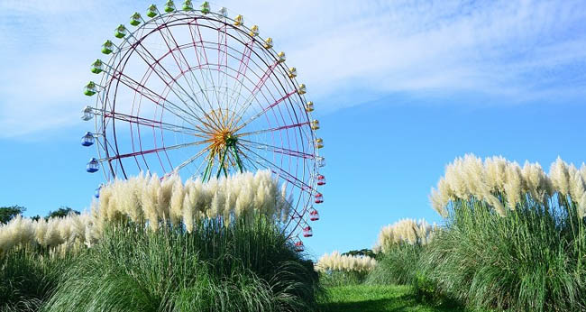 hitachi-seaside-park11