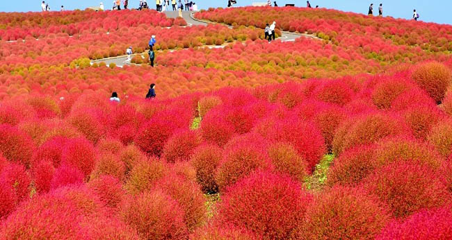 hitachi-seaside-park14