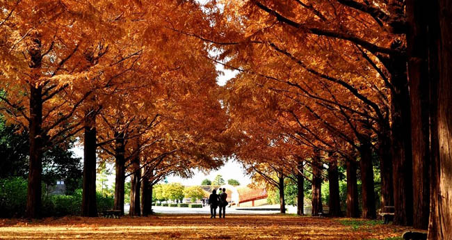 hitachi-seaside-park15