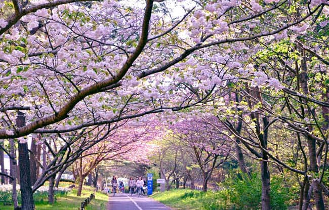hitachi-seaside-park16
