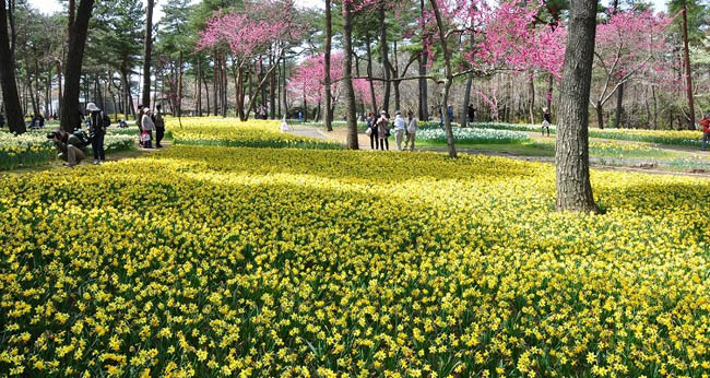 hitachi-seaside-park2