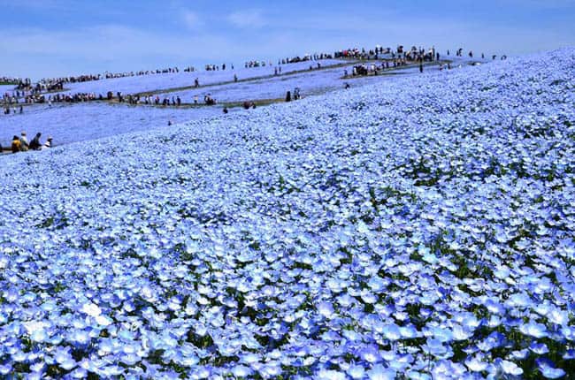 hitachi-seaside-park4
