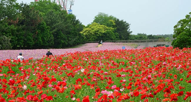 hitachi-seaside-park5