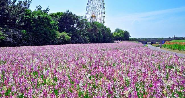 hitachi-seaside-park7