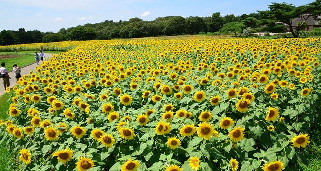 hitachi-seaside-park9