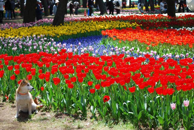 parque-flores-japao