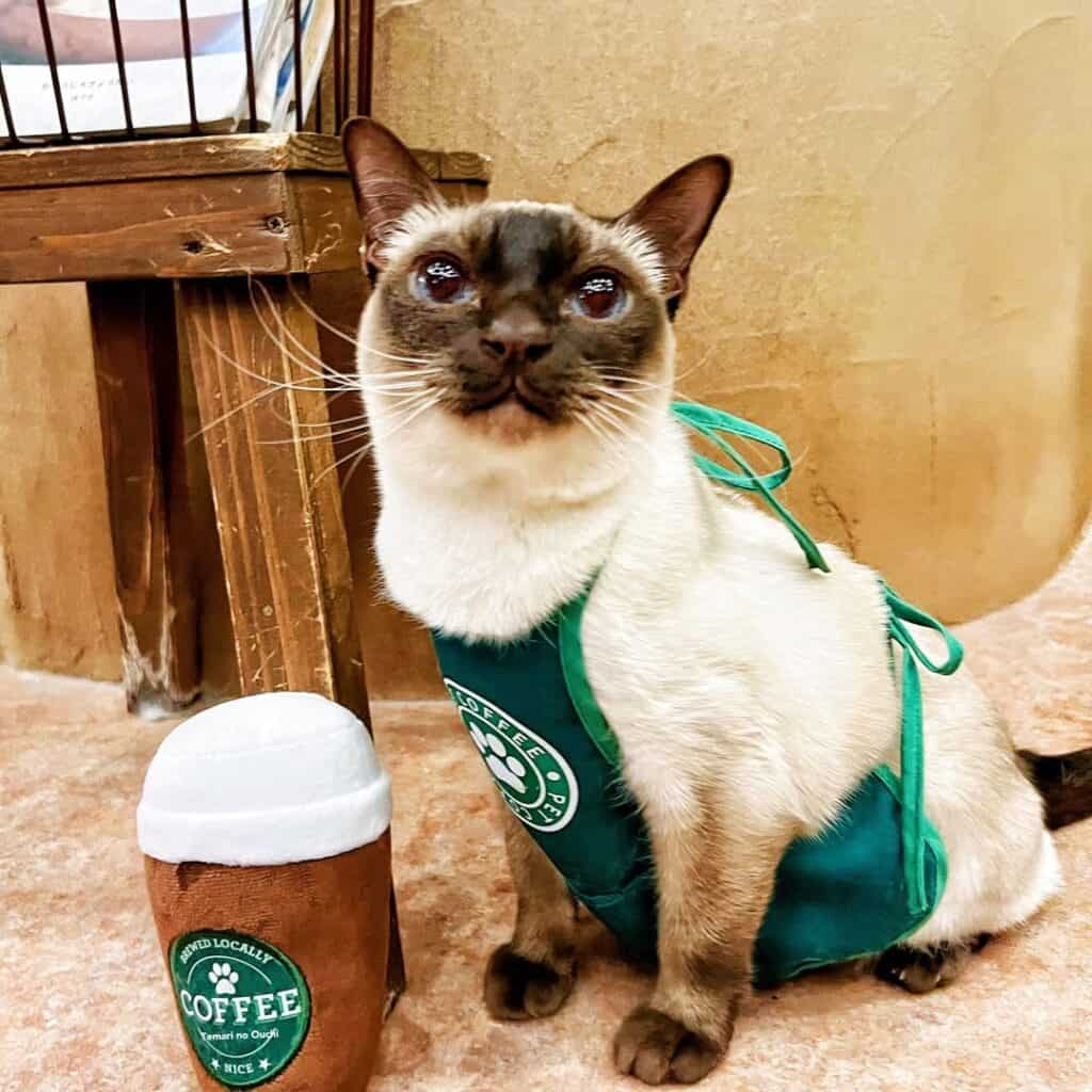 cat cafés do Japão