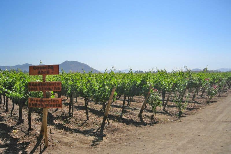 Passeios em vinícolas de Santiago