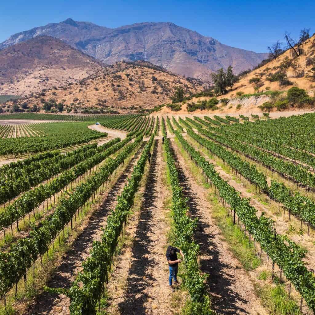 Passeios em vinícolas de Santiago para curtir ao máximo a cidade