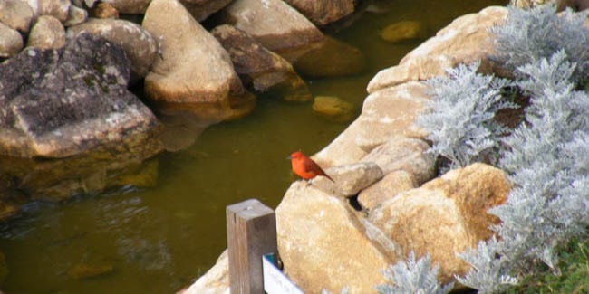 o-que-fazer-em-Campos-do-Jordao (5)