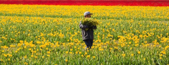 festival-de-tulipas-eua10