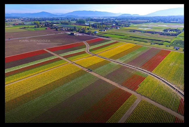 festival-de-tulipas-eua11