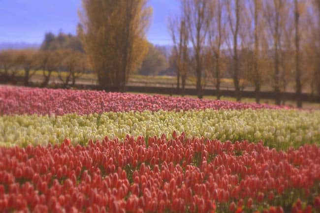 festival-de-tulipas-eua2