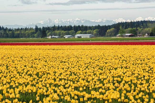 festival-de-tulipas-eua3