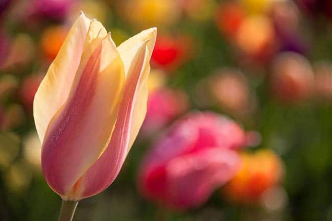 festival-de-tulipas-eua4