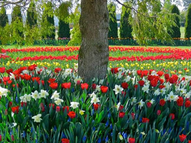 festival-de-tulipas-eua7