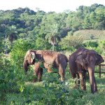 Chapada dos Guimarães terá o primeiro santuário de elefantes do Brasil
