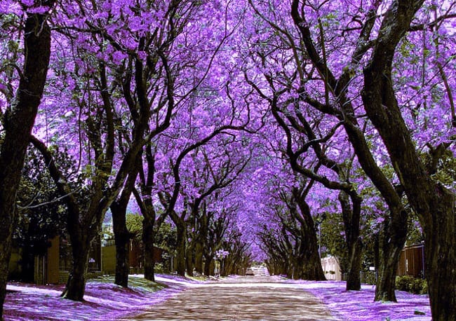 joanesburgo-jacaranda