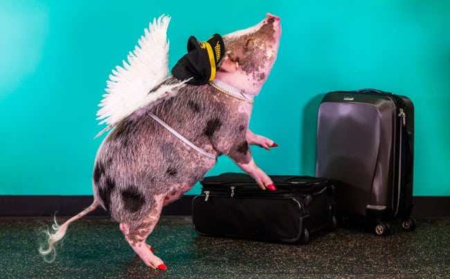 Aeroporto de San Francisco tem uma porquinha para aliviar o estresse dos viajantes