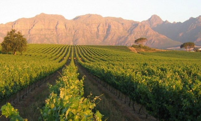 stellenbosch