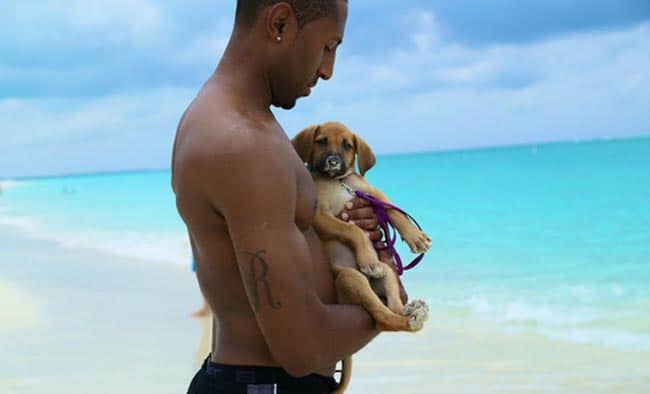 Ilha no Caribe está repleta de filhotinhos de cachorros e você pode adotá-los!