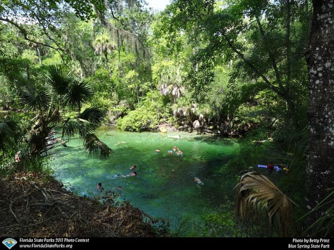 Conheça o Parque Blue Spring, na Flórida, refúgio de águas mornas cristalinas e peixes-boi