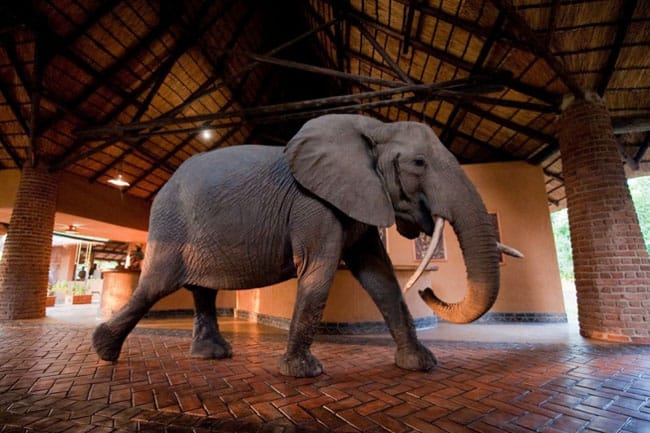 Antiga trilha de elefantes cruza as instalações do hotel Mfuwe Lodge, na África