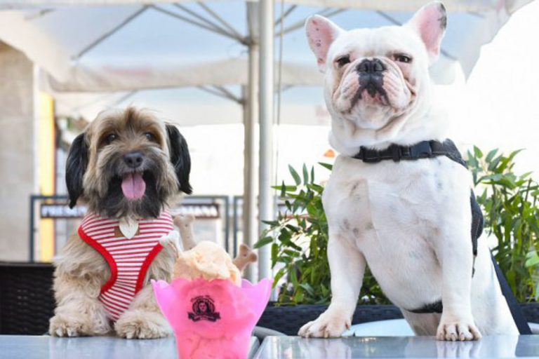 Sorveteria em Porto oferece gelato gratuito para cães que acompanham seu passeio