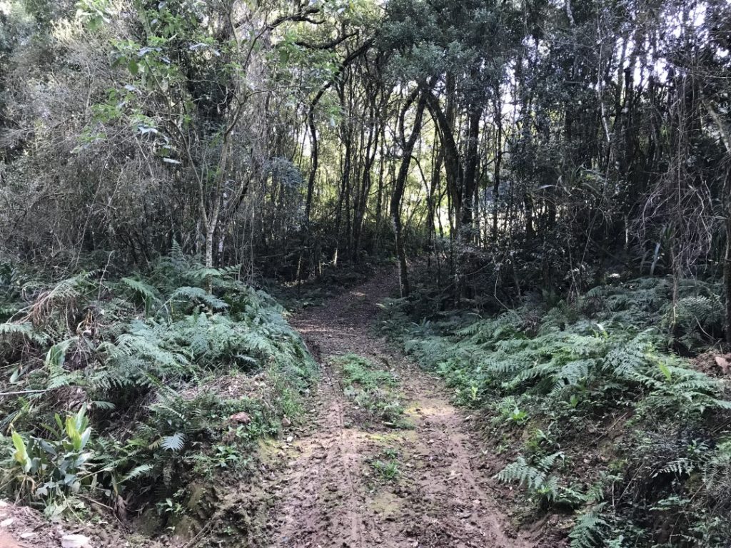 Morro da Palha em Campo Magro
