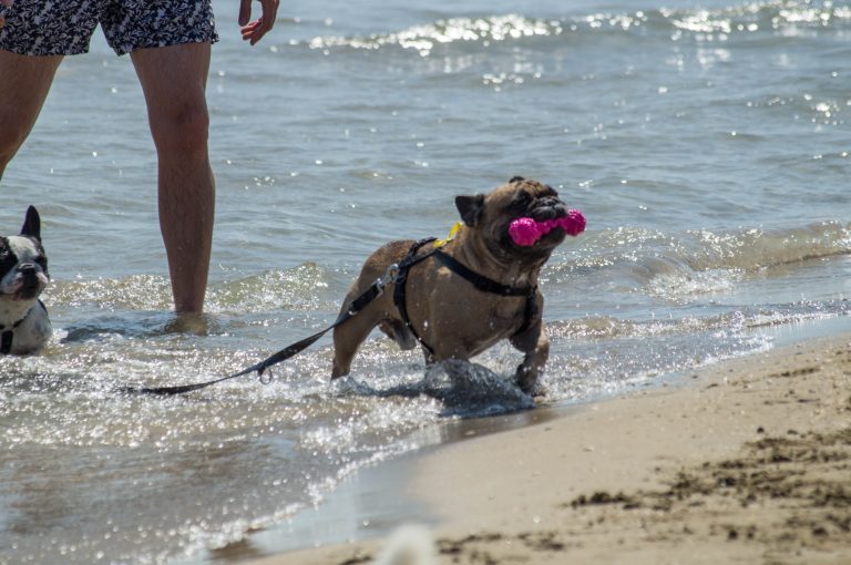 bau bau beach