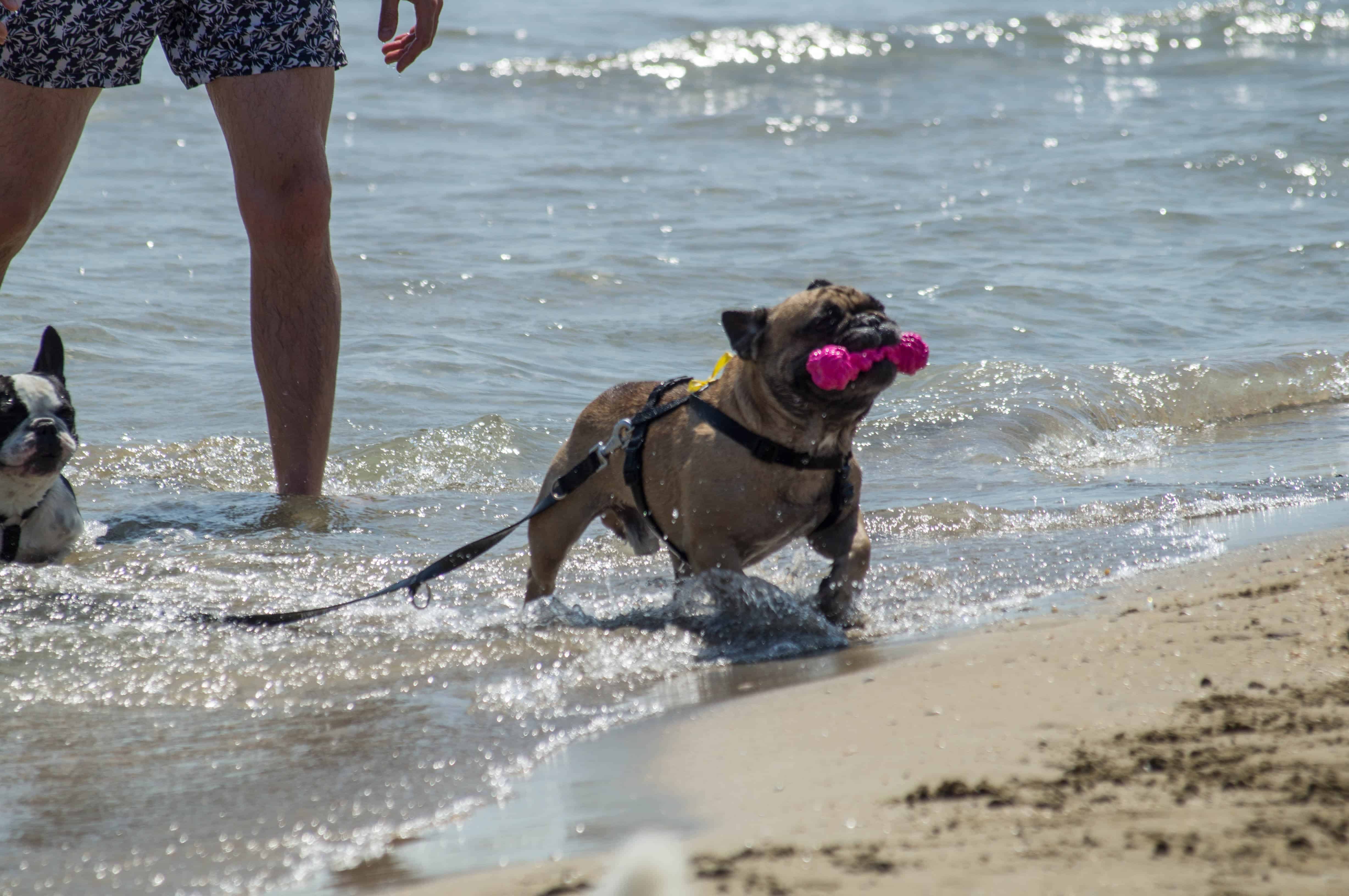 bau bau beach