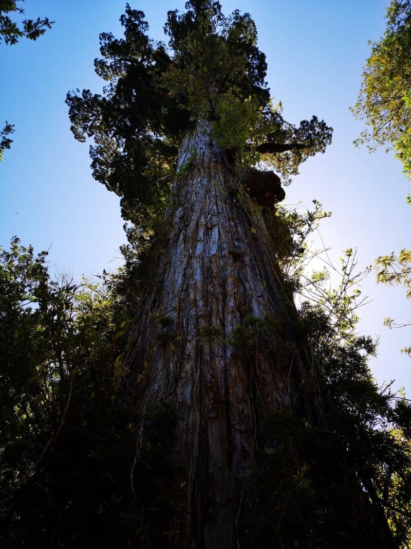 parque nacional alerce andino