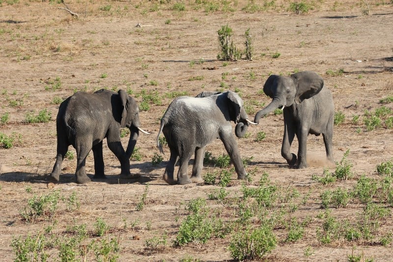 safari na africa