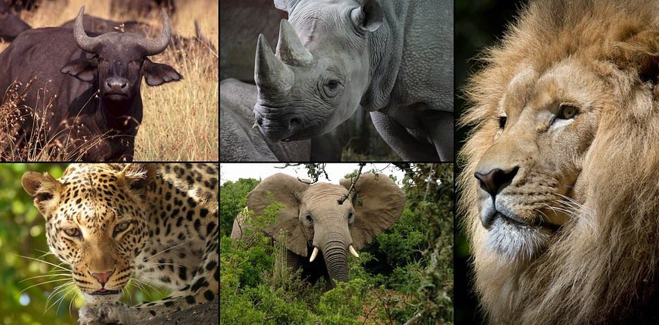 safari na africa