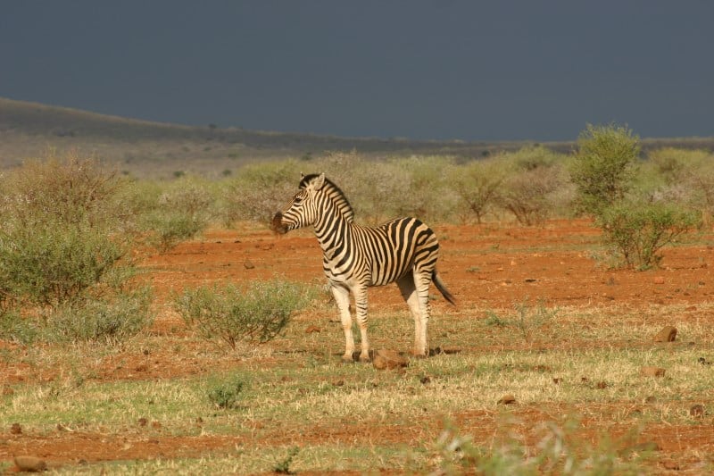 safari na africa