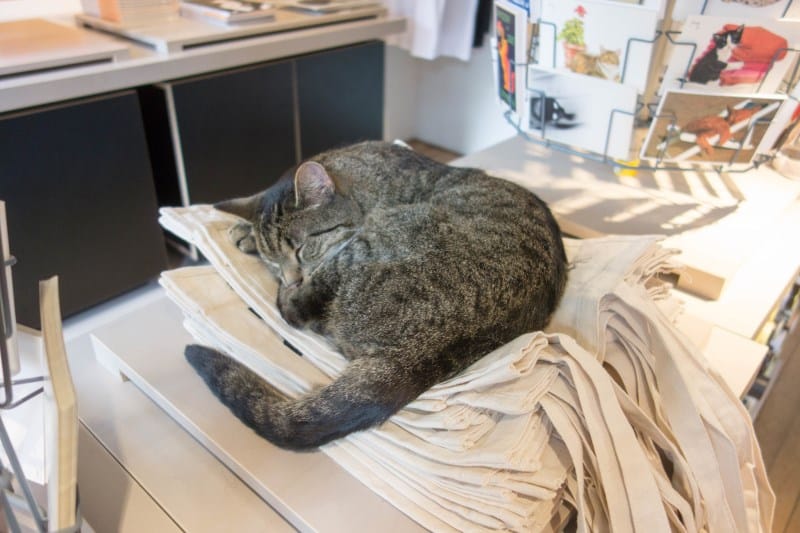 museu-dos-gatos