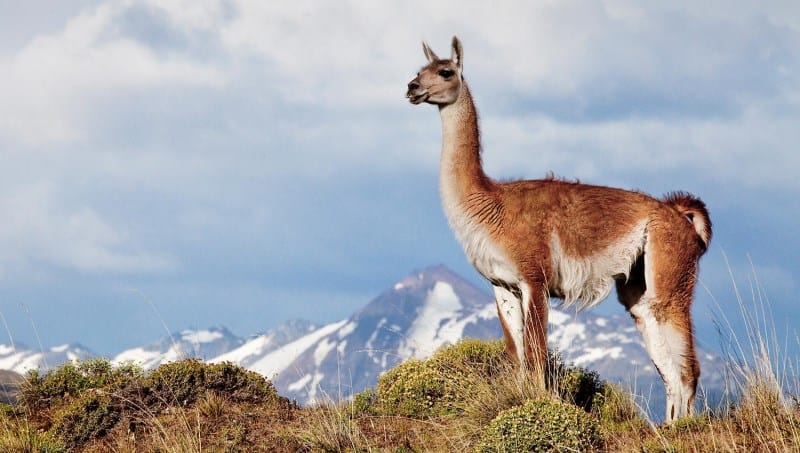 parque nacional patagonia