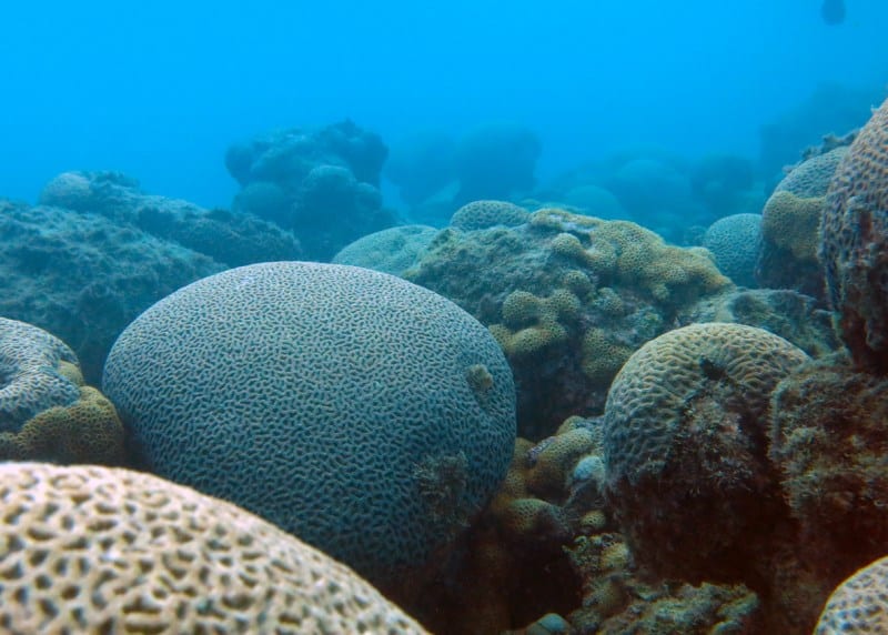 parque nacional marinho de abrolhos