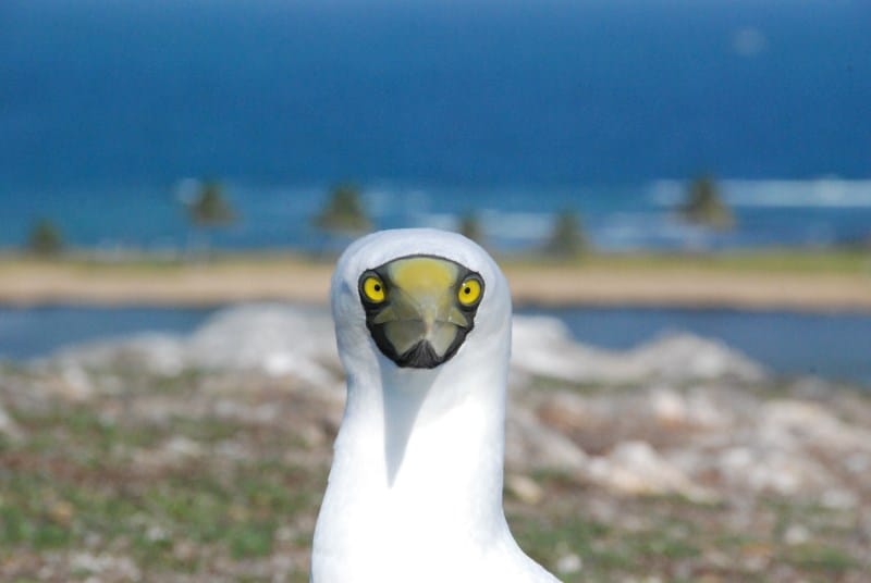 parque nacionla marinho dos abrolhos
