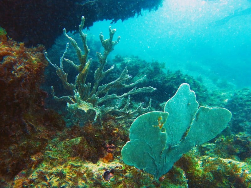 parque nacional marinho de abrolhos